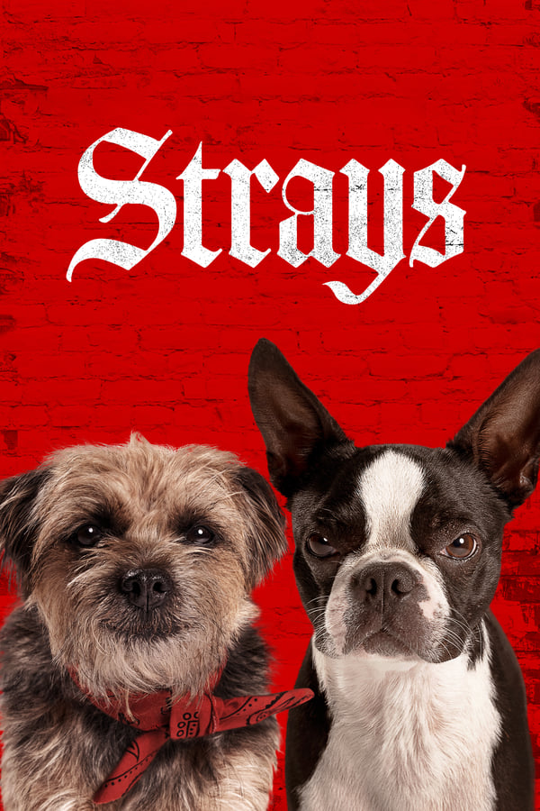 Strays (2023) | Download Hollywood Movie